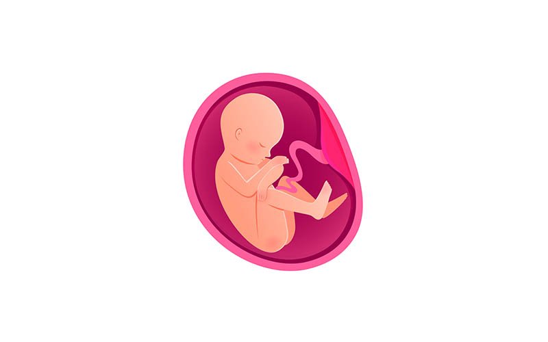 Fetus amniyon sıvısı yutar mı