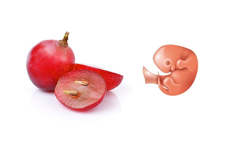 9. hafta gebelikte bebek hangi meyveye benzer